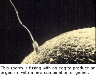 SON_SPERM_VISIBLE_EGG_CELL_PENETRATION_PROCE_SS_POSITIVE.jpg (38075 bytes)