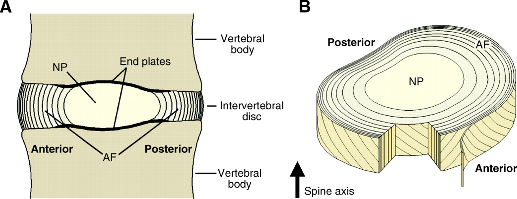 EPITROCHOID_INTER_VERTEBRAL_STRUCTURE7.jpg (208937 bytes)