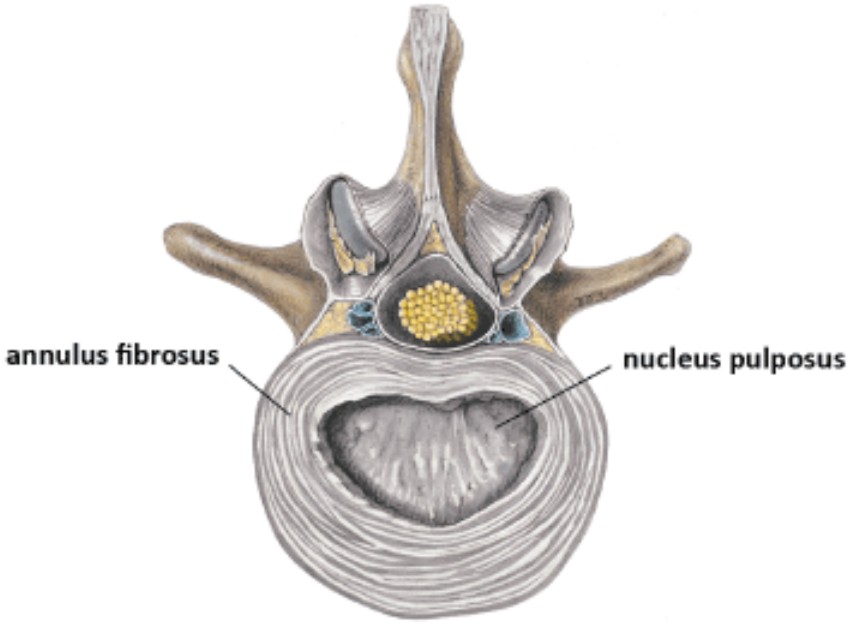 EPITROCHOID_INTER_VERTEBRAL_STRUCTURE7A.jpg (54647 bytes)