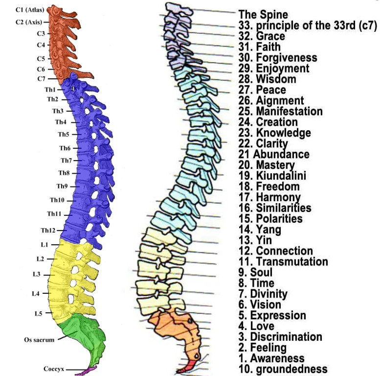 EPITROCHOID VERTEBRAL COLUMN COMPARE.