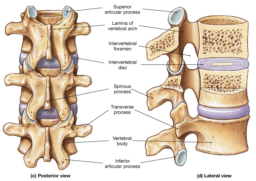 EPITROCHOID VERTEBRAL COLUMN SYNOVIAL