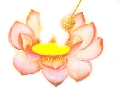 Rudolf Bosnjak discovery WHAT IS LOTOS FLOWER.