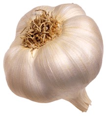 GARLIC.jpg (12751 bytes)