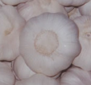 GARLIC_BOTTOM _CRATER.jpg (11616 bytes)
