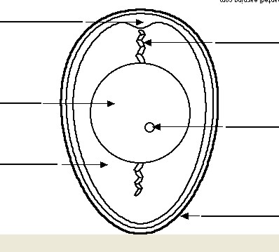 EGG AIR CELL