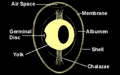 EGG INSIDE POSITIVE