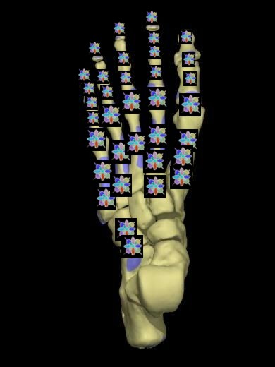 Foot - Stopalo SRZ EXAMPLE