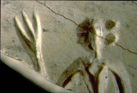 alien_3_fingers.jpg (20347 bytes)