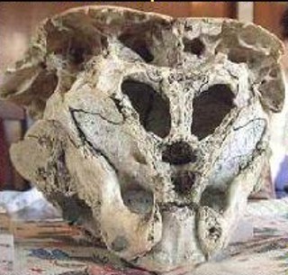 Skull...