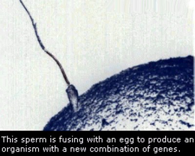 SON_SPERM_VISIBLE_EGG_CELL_PENETRATION_PROCE_SS_NEGATIVE.jpg (38086 bytes)