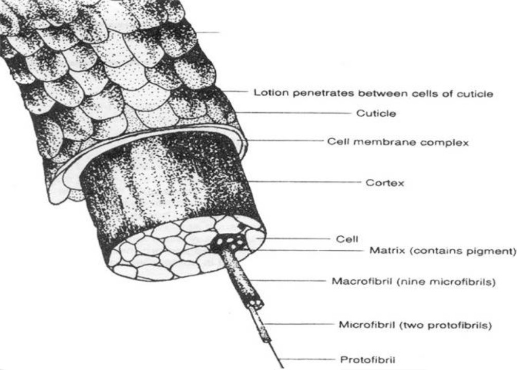 HAIR_SHAFT_CROSS_SECTION.jpg (125168 bytes)