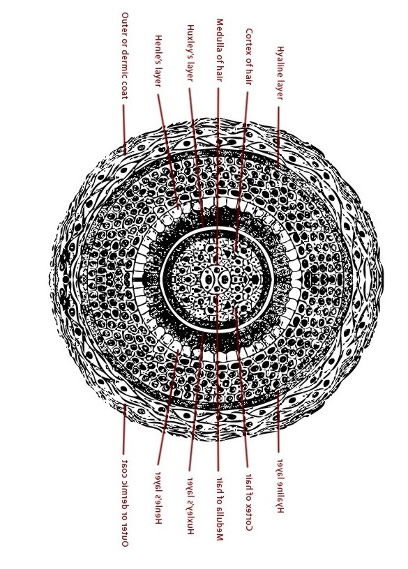 HAIR_SHAFT_CROSS_SECTION_NAMES_45_5000.jpg (163995 bytes)