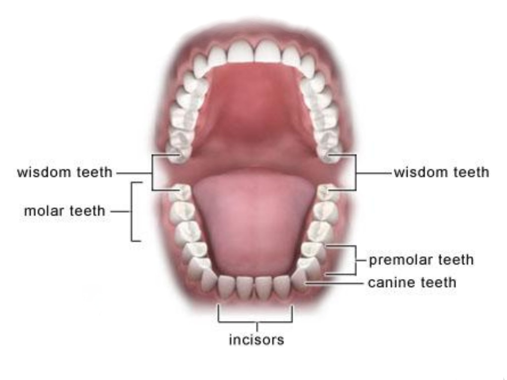 NEW_TEETH.jpg (61027 bytes)