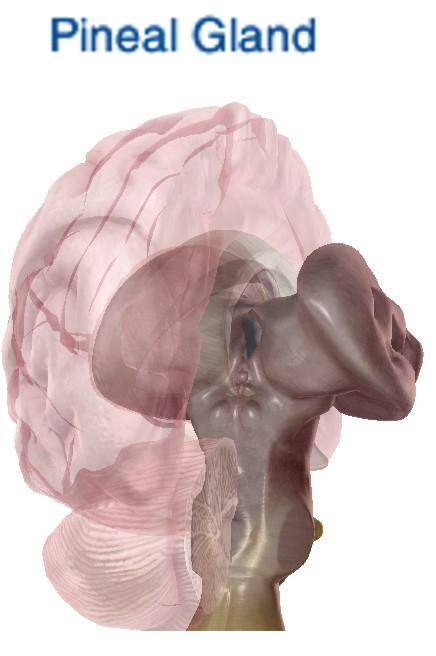 Human Pineal Gland as Centaurus A Galaxy.