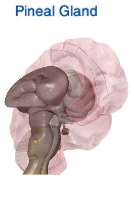 Human Pineal Gland as Centaurus A Galaxy.