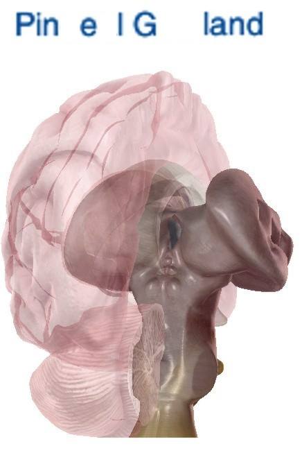 Human Pineal Gland as Centaurus A Galaxy.