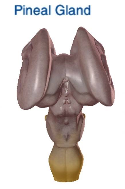 Human Pineal Gland as Centaurus A Galaxy.